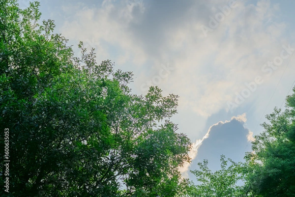Fototapeta 夏の空に伸びる木