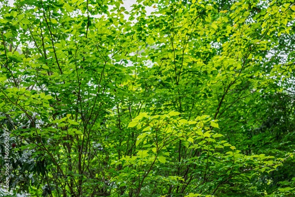 Fototapeta 鮮やかな新緑