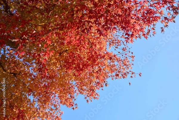 Obraz 紅葉と青空