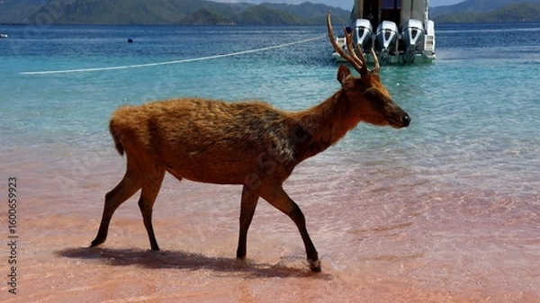 Obraz Indonezja, Komodo Islands