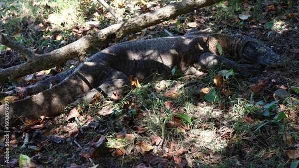 Obraz Waran z Komodo