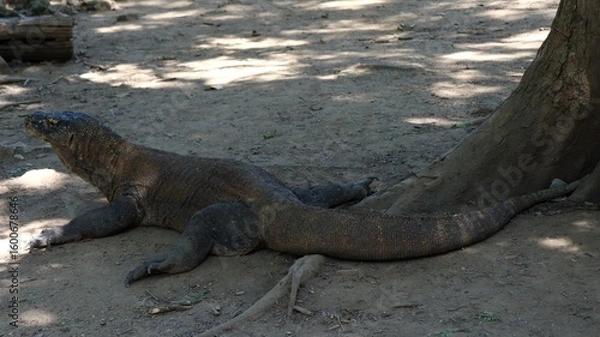 Obraz Waran z Komodo