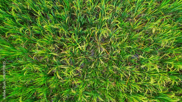 Fototapeta Top view of vibrant Green Rice plants arranged in a circular pattern, showcasing the lush growth and intricate planting design typical of agricultural fields.