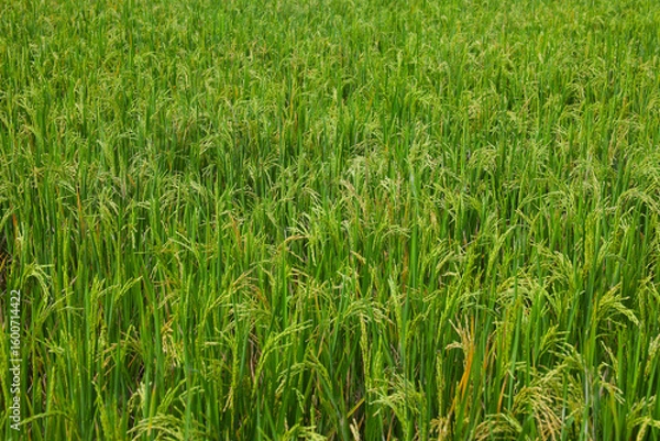 Fototapeta Close-up view of lush paddy fields in Majalengka, Indonesia, with vibrant green rice plants and golden grains ready for harvest.