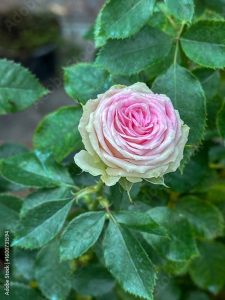 Obraz pink rose flower for wedding bouquet