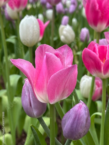 Obraz Close-up of multi colored tulips in field,