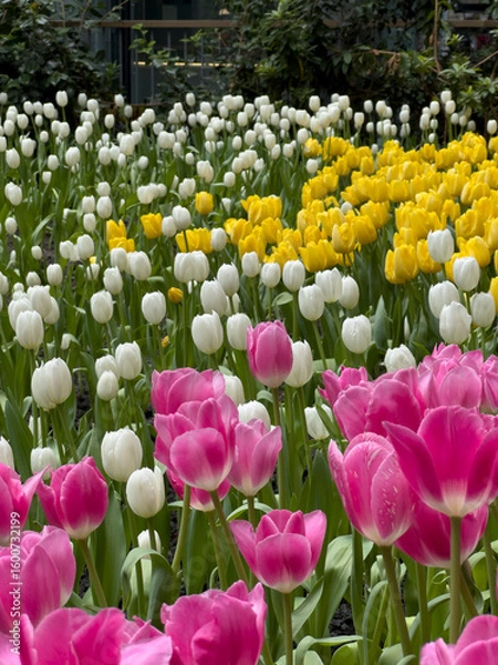 Obraz Close-up of multi colored tulips in field,