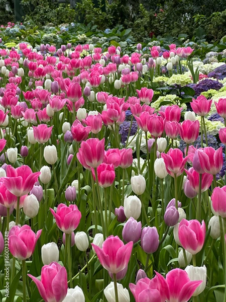 Obraz Close-up of multi colored tulips in field,