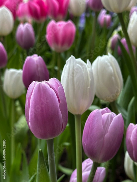 Obraz Close-up of multi colored tulips in field,