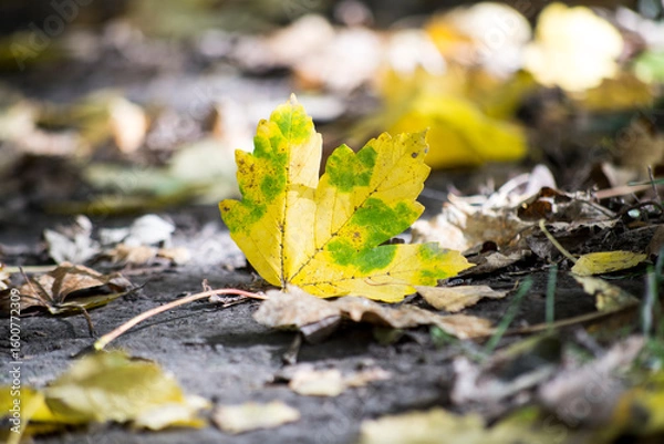 Fototapeta Bright yellow maple leaf resting on the forest floor during autumn, surrounded by fallen leaves and a serene atmosphere