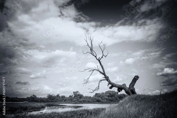 Fototapeta A dry tree on a high riverbank, beautiful clouds