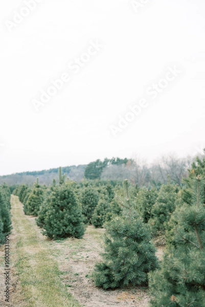 Obraz Christmas Tree Farm