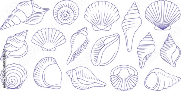 Fototapeta Seashell Collection Delicate Coastal Line Art