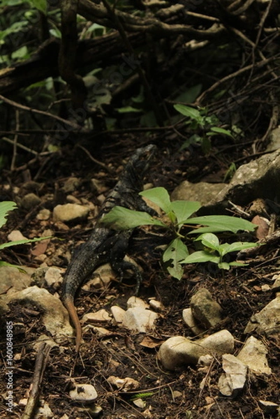Obraz salamander tree in the forest