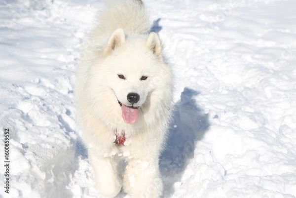 Obraz Samoyede