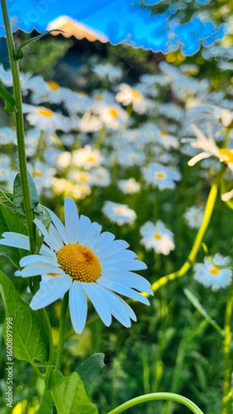 Obraz daisies in the field