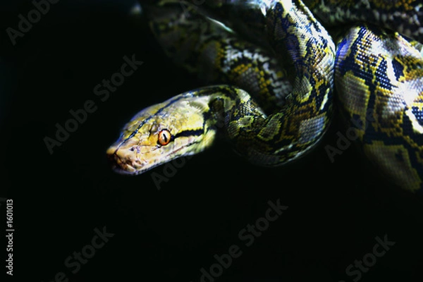 Obraz reticulated python