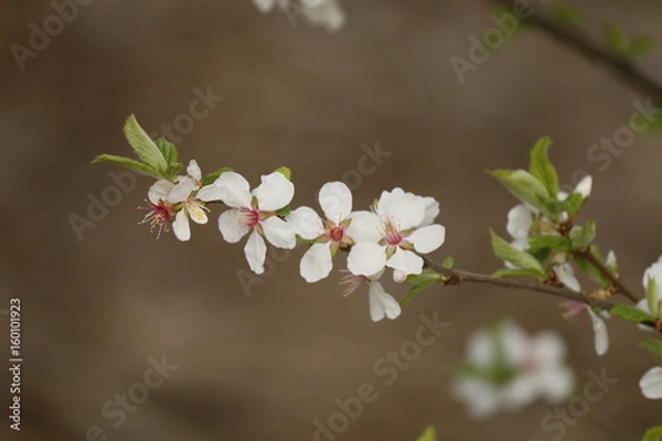 Obraz Cherry blossom 