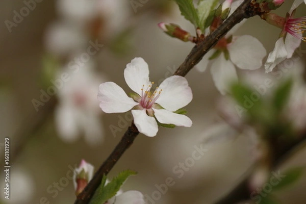 Obraz Cherry blossom