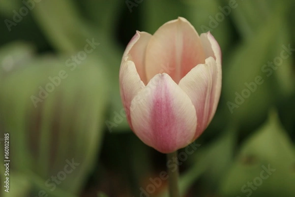 Obraz Tulip 