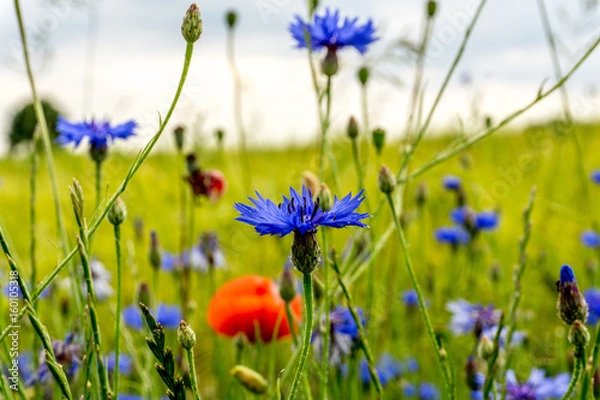 Obraz Cornflowers and poppy blossoms in front of a green cereal field at sunshine