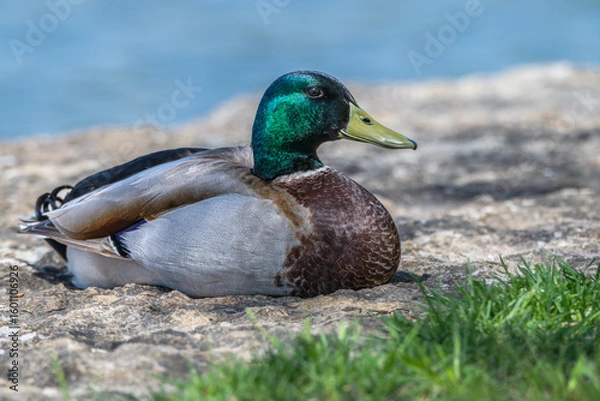 Fototapeta Mallard duck resting on the shore of a lake.