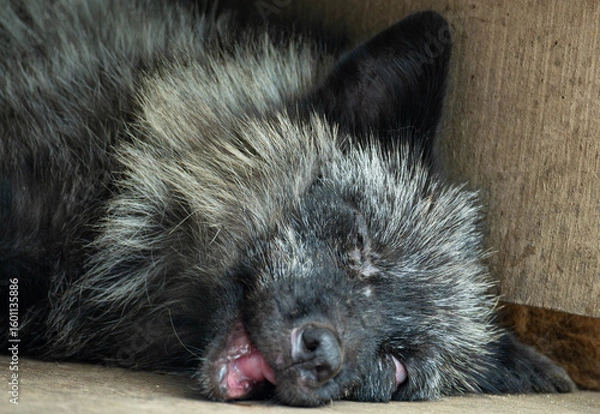 Fototapeta 蔵王キツネ村のキツネ達