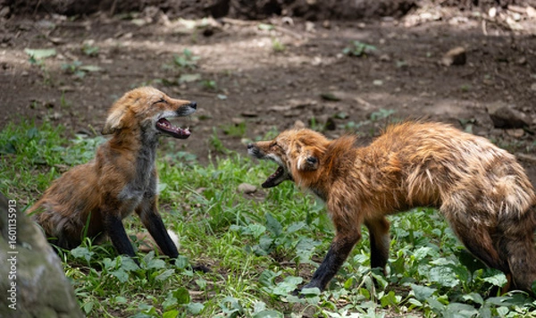 Fototapeta 蔵王キツネ村のキツネ達