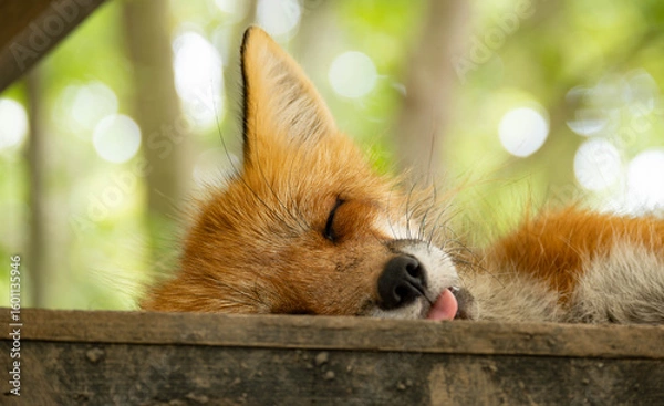 Fototapeta 蔵王キツネ村のキツネ達