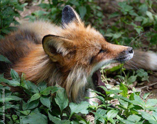 Fototapeta 宮城蔵王キツネ村のキツネ達