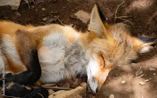 Fototapeta 蔵王キツネ村のキツネ達