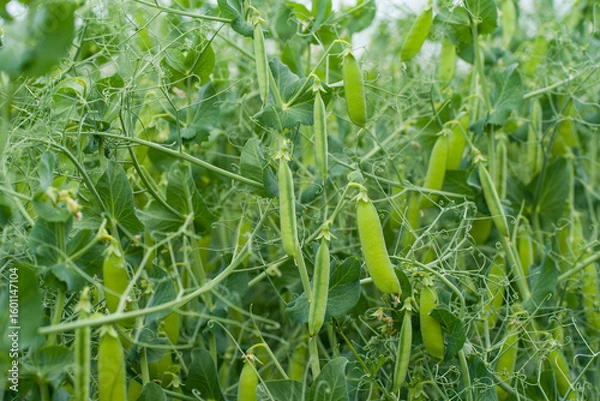 Obraz pisum sativum harvest