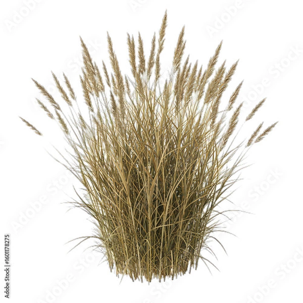 Obraz Dry Grass Bush isolated on white transparent background, PNG 