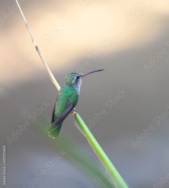 Fototapeta Broad-billed Hummingbird