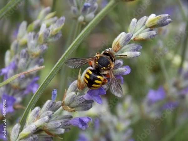Fototapeta a bug on a lavender flower
