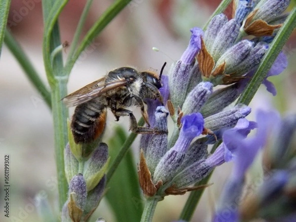 Fototapeta a bug on a lavender flower