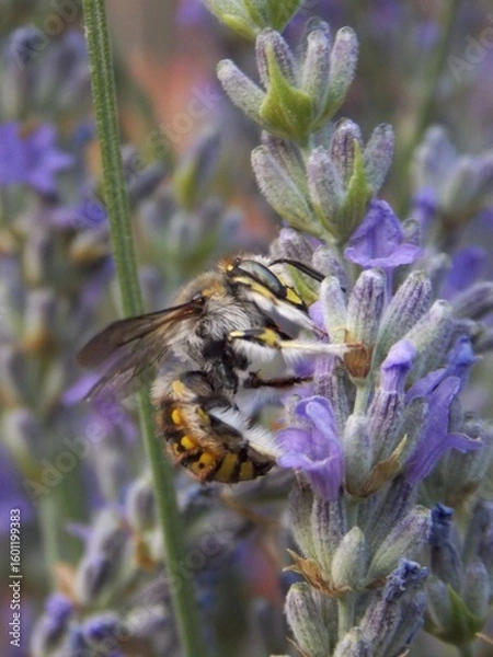 Fototapeta a bug on a lavender flower