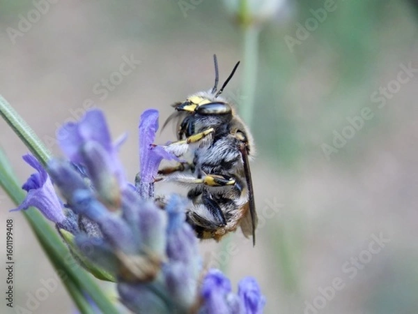 Fototapeta a bug on a lavender flower
