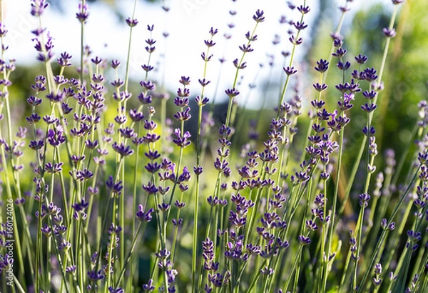 Fototapeta Lavender grows in the field. The beginning of flowering.
