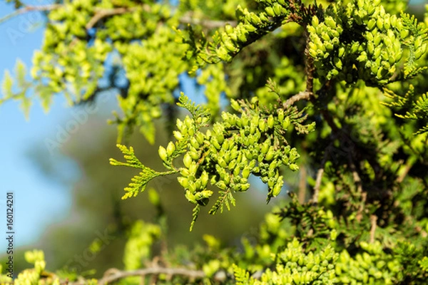 Fototapeta Thuja with cones not yet mature on background of blue sky