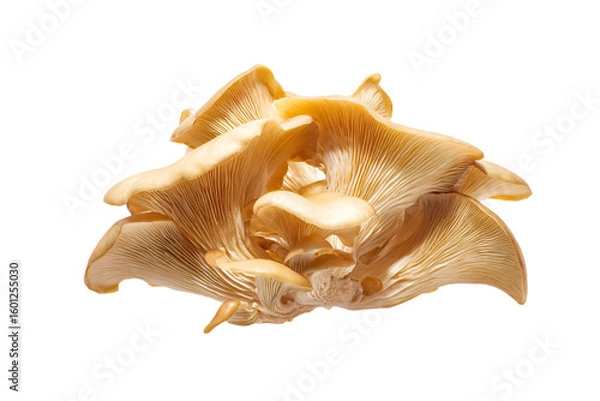 Fototapeta a mushroom cluster with a white background