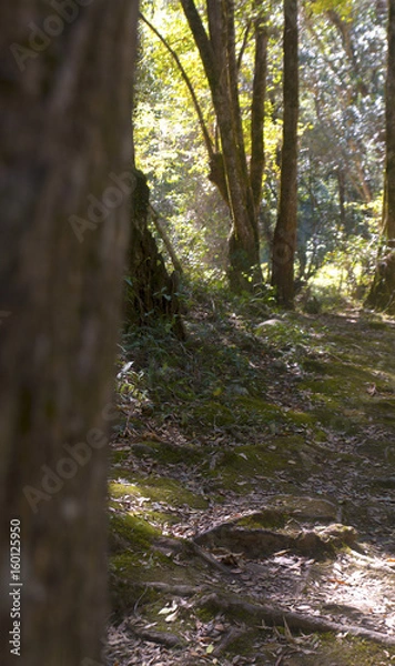 Obraz gumtree forest