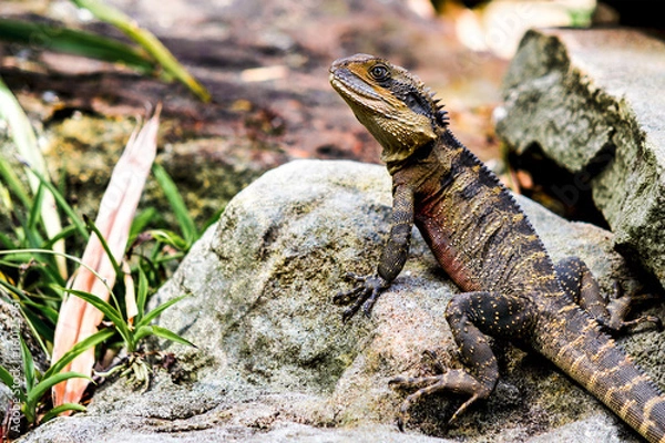 Obraz Lizard on Rock (Bearded Dragon)