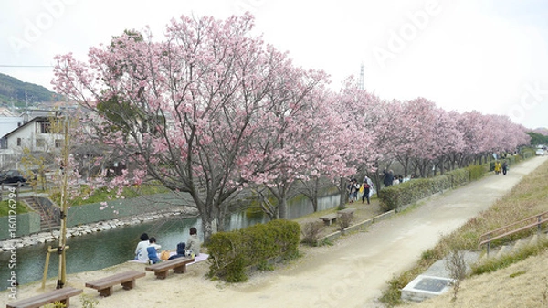 Obraz 桜並木のお花見