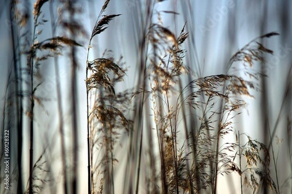 Fototapeta Dry High Grass with blue sky as a background
