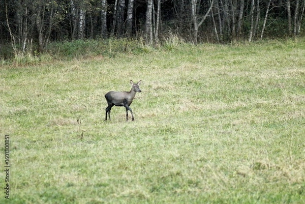 Fototapeta Deers in the field during the rutting season in the autumn. Unique image of animals in their natural habitat