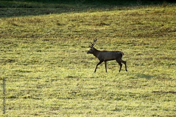 Fototapeta Deers in the field during the rutting season in the autumn. Unique image of animals in their natural habitat