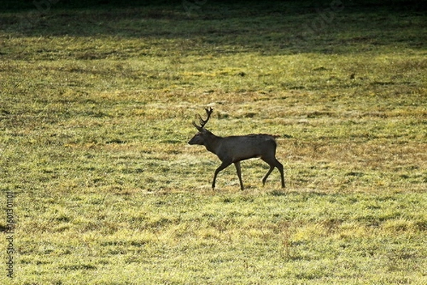 Fototapeta Deers in the field during the rutting season in the autumn. Unique image of animals in their natural habitat