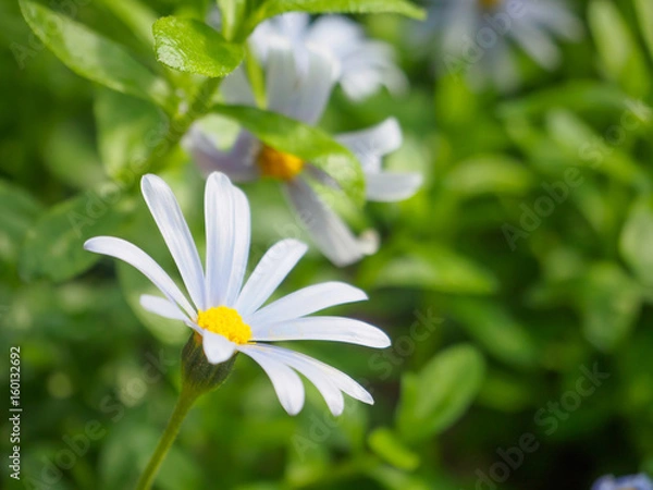 Obraz Flowering (Chamomile) ,Blooming chamomile field, Selective focus