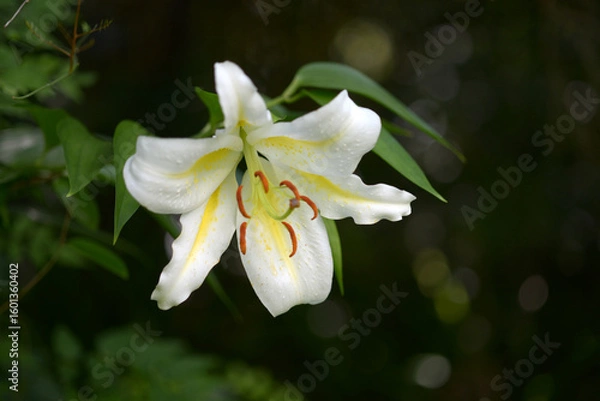 Fototapeta サクユリ